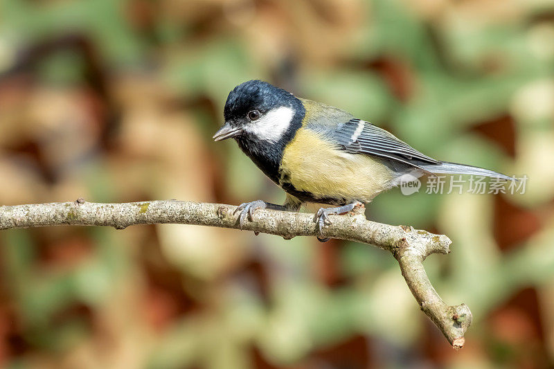 大山雀(Parus major)栖息在有复制空间的树枝上